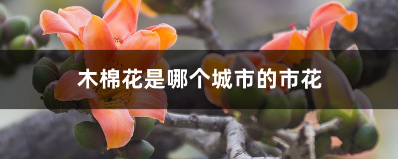 木棉花是哪个城市的市花,是什么时候开的 木棉花是哪个城市的市花,是什么时候开的