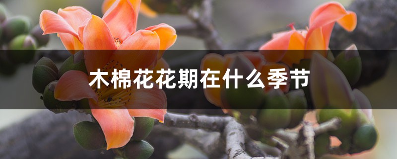 木棉花花期在什么季节,花期多长时间 木棉花花期在什么季节,花期多长时间