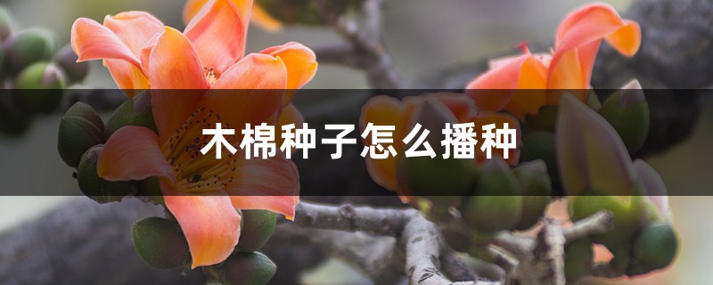 木棉种子怎么播种,什么时候种 木棉种子怎么播种,什么时候种