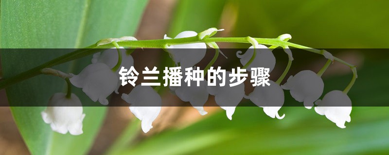 铃兰播种的步骤,播种时间在什么时候 铃兰播种的步骤,播种时间在什么时候