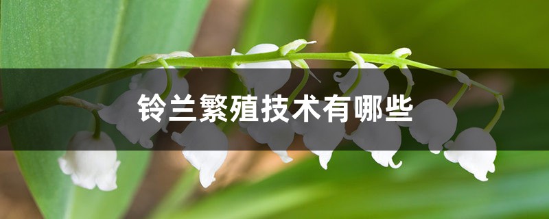 铃兰繁殖技术有哪些,成活率高吗 铃兰繁殖技术有哪些,成活率高吗