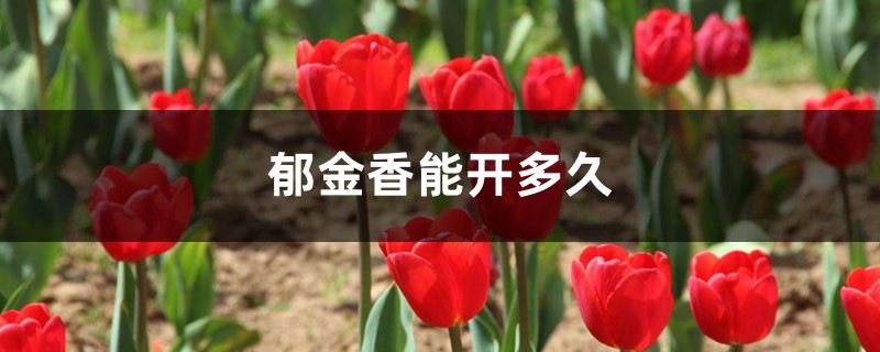 郁金香能开多久,如何延长花期 郁金香能开多久,如何延长花期