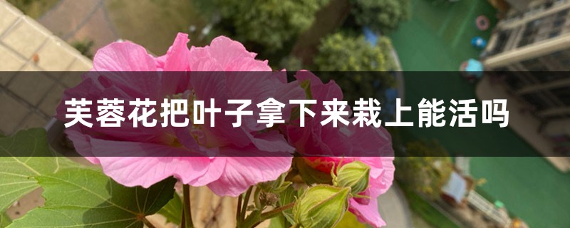 芙蓉花把叶子拿下来栽上能活吗,繁殖方法 芙蓉花把叶子拿下来栽上能活吗,繁殖方法
