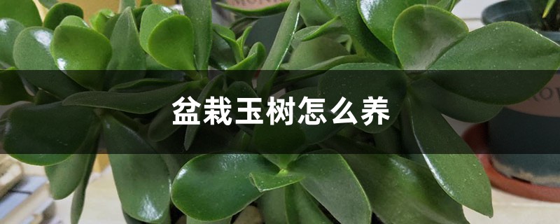 盆栽玉树怎么养,出现病害怎么办 盆栽玉树怎么养,出现病害怎么办