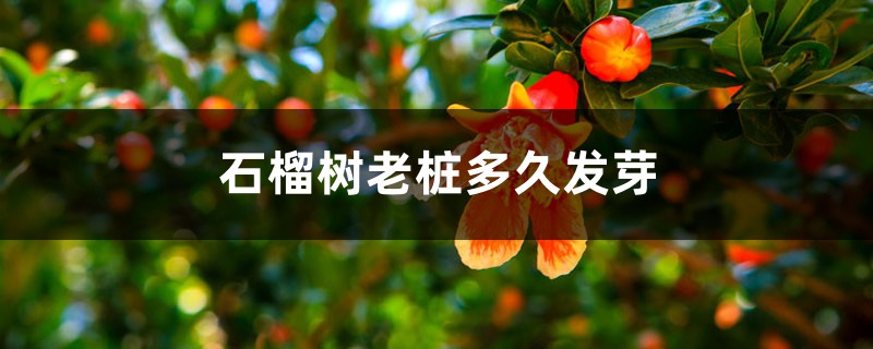 石榴树老桩多久发芽,移盆注意事项 石榴树老桩多久发芽,移盆注意事项