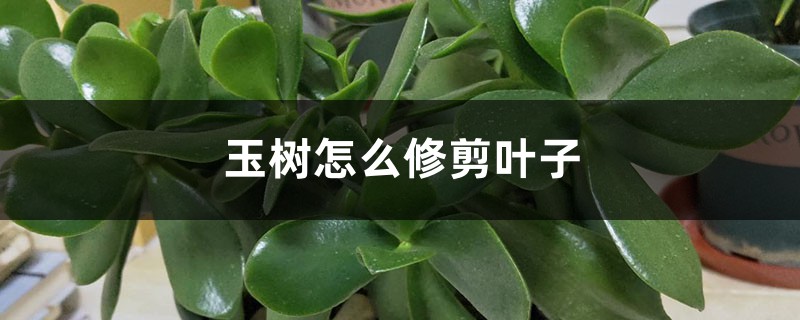 玉树怎么修剪叶子,要注意什么 玉树怎么修剪叶子,要注意什么