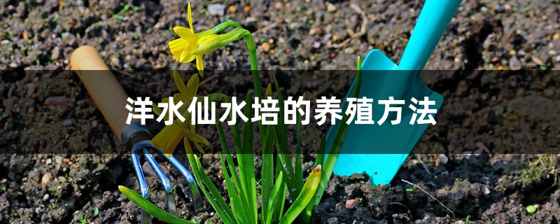 洋水仙水培的养殖方法，水培好还是种植好