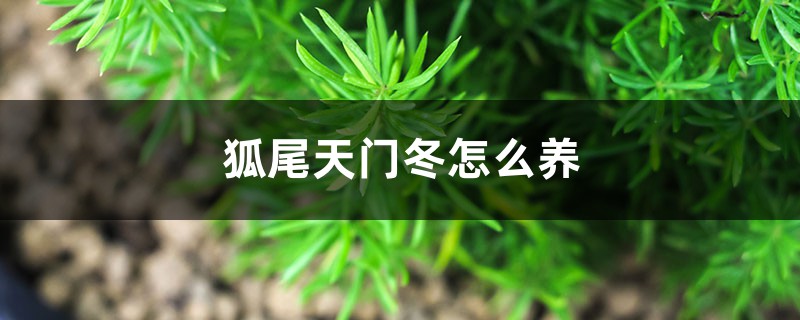 狐尾天门冬怎么养,养护知识 狐尾天门冬怎么养,养护知识