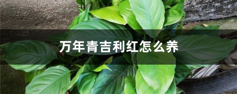 万年青吉利红怎么养,会开花吗 万年青吉利红怎么养,会开花吗
