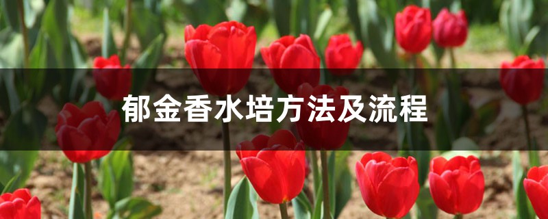 郁金香水培方法及流程，水培怎么养