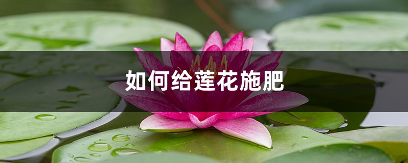 莲花施肥方法,用什么肥好 莲花施肥方法,用什么肥好