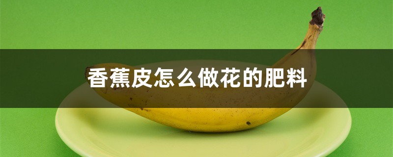 香蕉皮怎么做花的肥料 香蕉皮怎么做花的肥料