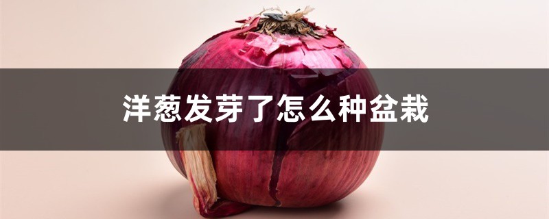 洋葱发芽了怎么种盆栽 洋葱发芽了怎么种盆栽
