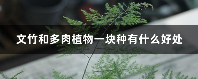 文竹和多肉植物一块种有什么好处 文竹和多肉植物一块种有什么好处