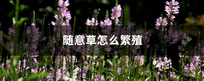随意草怎么繁殖 随意草怎么繁殖