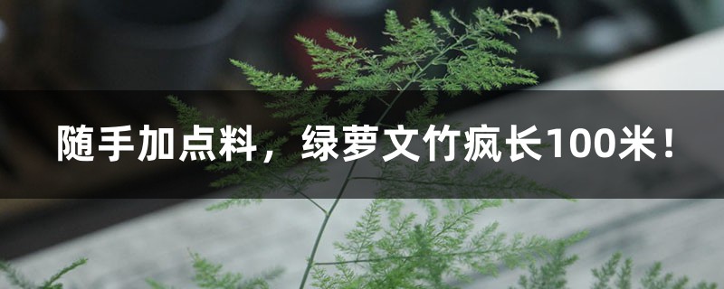 随手加点料,绿萝文竹疯长100米! 随手加点料,绿萝文竹疯长100米!