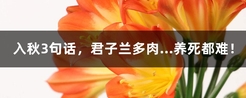 入秋3句话,君子兰多肉…养死都难! 入秋3句话,君子兰多肉…养死都难!
