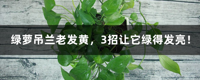 绿萝吊兰老发黄,3招让它绿得发亮! 绿萝吊兰老发黄,3招让它绿得发亮!