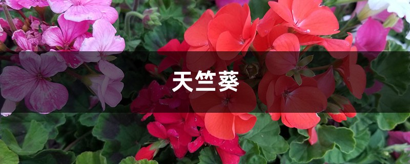 让天竺葵、矮牵牛、三角梅开满怀的诀窍,一学就会 让天竺葵、矮牵牛、三角梅开满怀的诀窍,一学就会