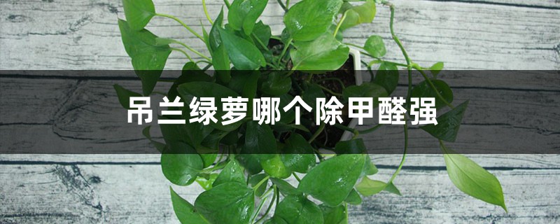 吊兰绿萝哪个除甲醛强 吊兰绿萝哪个除甲醛强