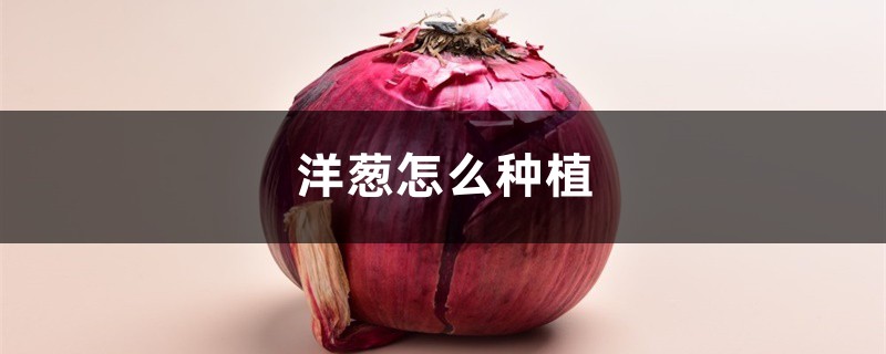 洋葱怎么种植 洋葱怎么种植