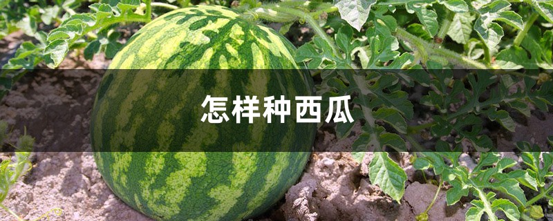 怎样种西瓜 怎样种西瓜