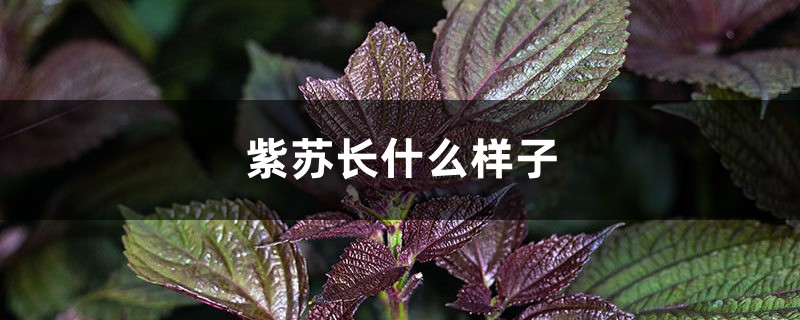 紫苏长什么样子 紫苏长什么样子