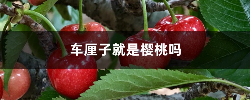 车厘子就是樱桃吗 车厘子就是樱桃吗