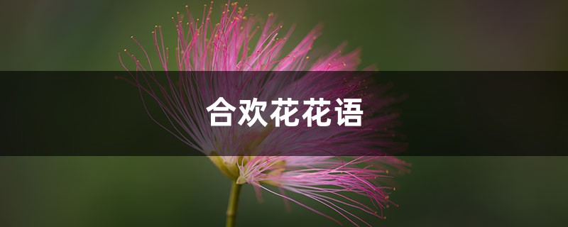 合欢花花语 合欢花花语