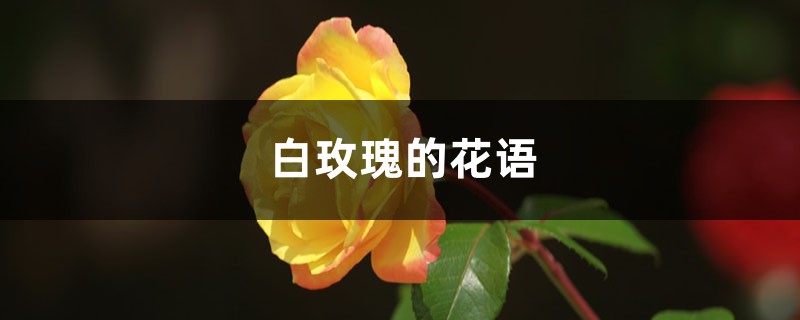 白玫瑰的花语 白玫瑰的花语