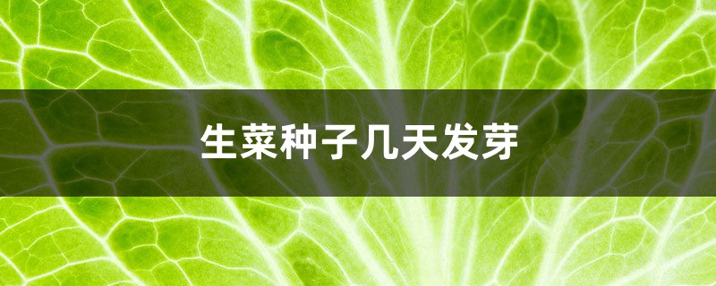 生菜种子几天发芽 生菜种子几天发芽