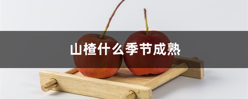 山楂什么季节成熟 山楂什么季节成熟