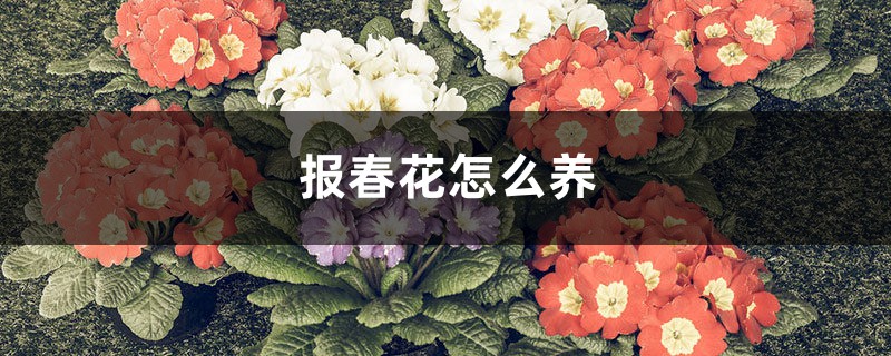 报春花怎么养 报春花怎么养