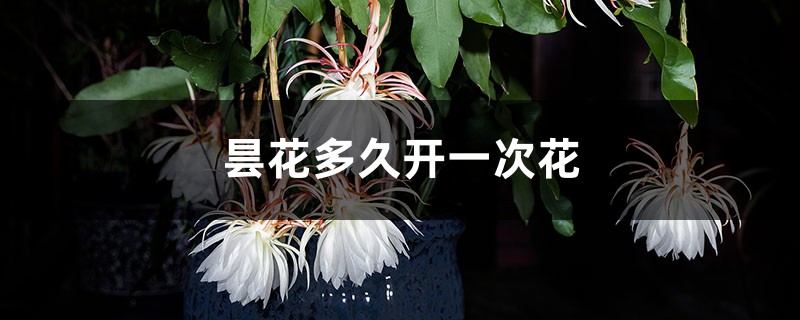 昙花多久开一次花 昙花多久开一次花