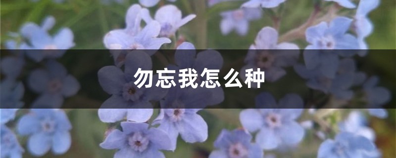 勿忘我怎么种 勿忘我怎么种