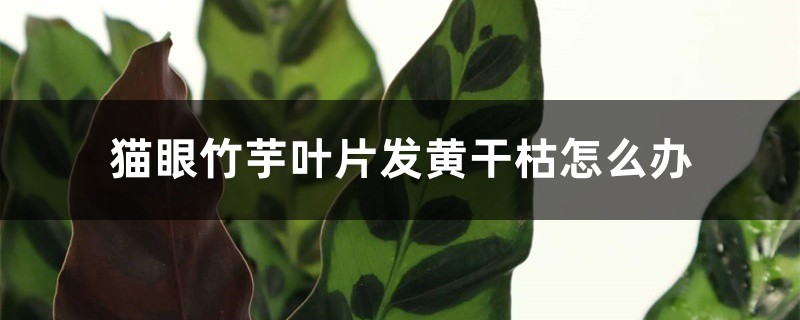猫眼竹芋叶片发黄干枯怎么办 猫眼竹芋叶片发黄干枯怎么办