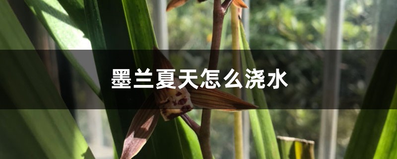 墨兰夏天怎么浇水 墨兰夏天怎么浇水