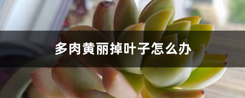 多肉黄丽掉叶子怎么办 多肉黄丽掉叶子怎么办