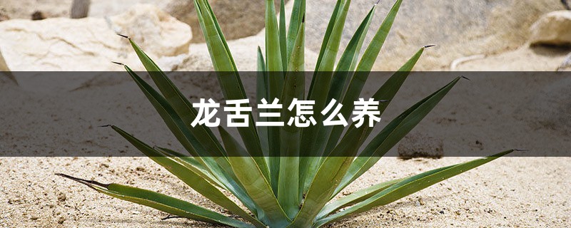 龙舌兰怎么养 龙舌兰怎么养