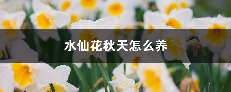 水仙花秋天怎么养 水仙花秋天怎么养
