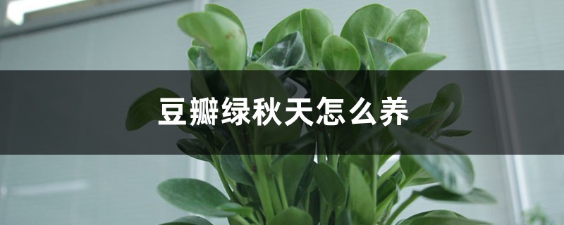 豆瓣绿秋天怎么养 豆瓣绿秋天怎么养