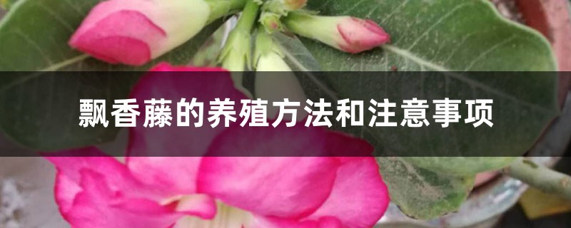 飘香藤的养殖方法和注意事项 飘香藤的养殖方法和注意事项