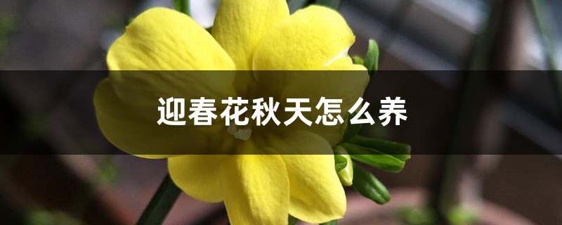 迎春花秋天怎么养 迎春花秋天怎么养