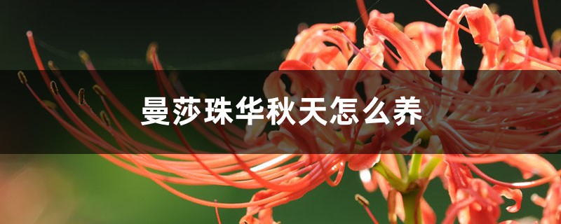 曼莎珠华秋天怎么养 曼莎珠华秋天怎么养