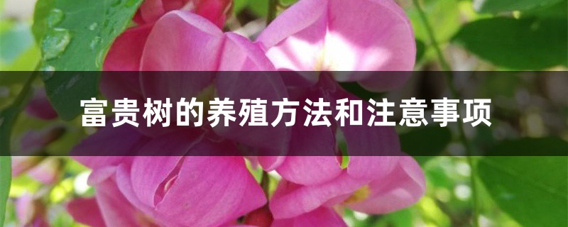 富贵树的养殖方法和注意事项 富贵树的养殖方法和注意事项