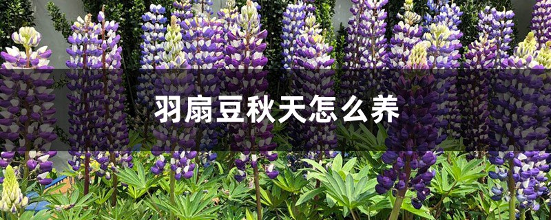 羽扇豆秋天怎么养 羽扇豆秋天怎么养