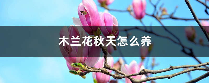 木兰花秋天怎么养 木兰花秋天怎么养