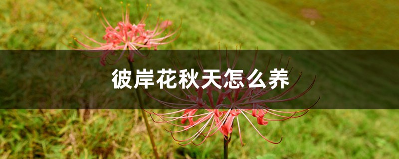 彼岸花秋天怎么养 彼岸花秋天怎么养