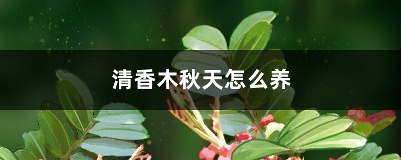 清香木秋天怎么养 清香木秋天怎么养