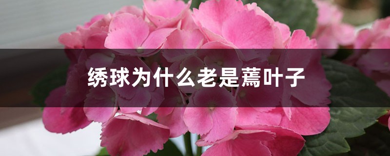 绣球为什么老是蔫叶子 绣球为什么老是蔫叶子